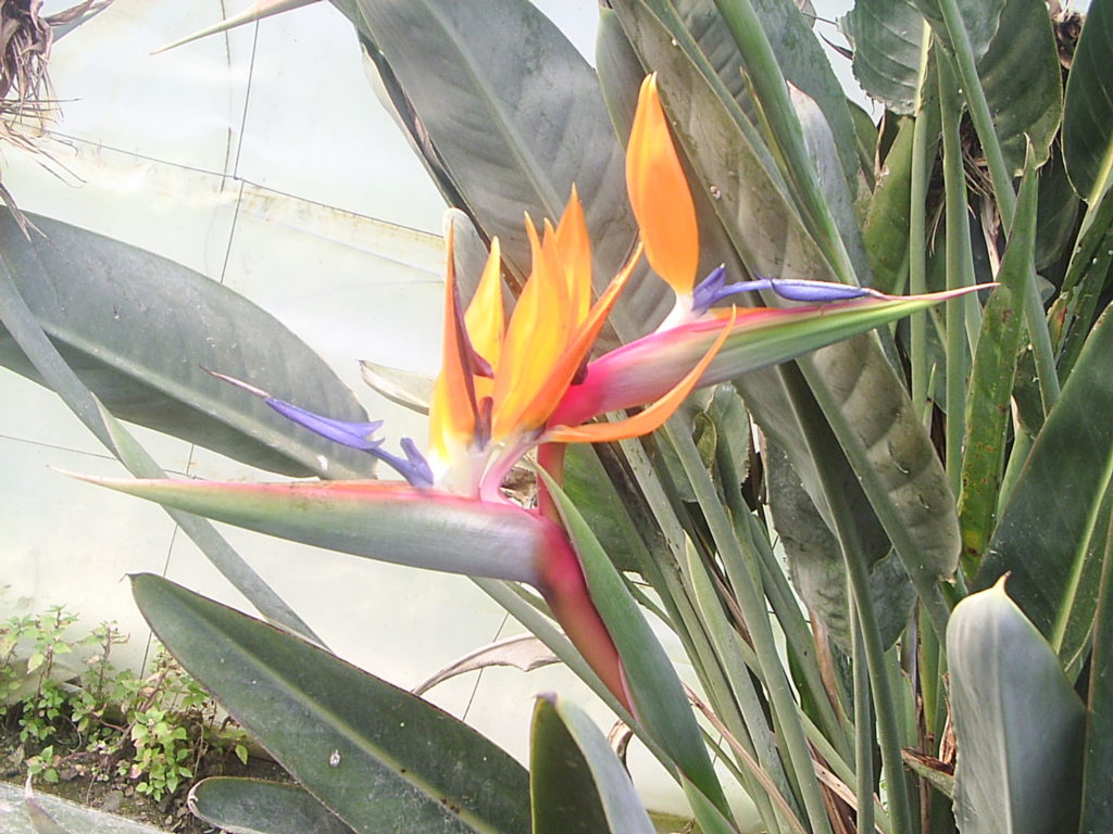 Strelitzia reginae - Viveros Emilio Diaz